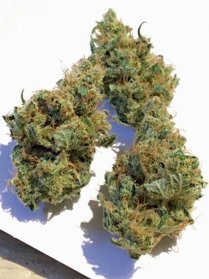 Dutch Treat Strain